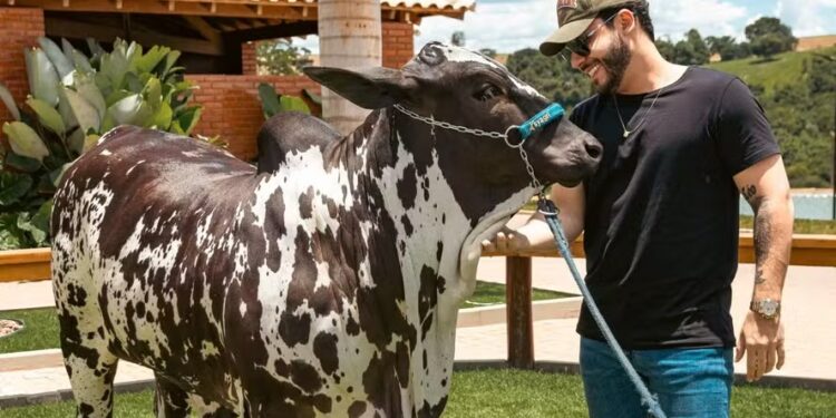 Murilo Huff arremata novilha de R$ 2 milhões em leilão