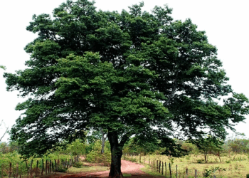 “É mentira”, dispara Thiago Lima sobre existência de Jatobá e Nota da Secom, que admitiu derrubada de árvore após “laudo técnico”