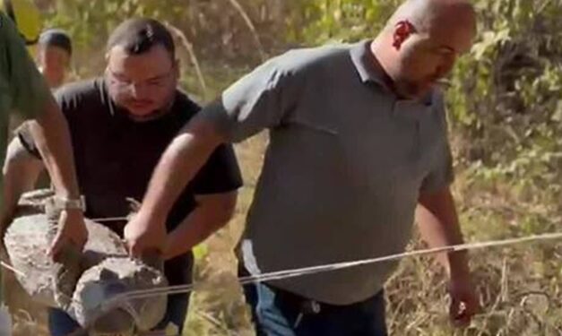 Mais de 100 jacarés são retirados da Lagoa Grande em Porangatu