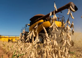 Inviabilidade da soja reacende debate sobre rompimento de contratos de arrendamento rural