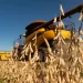 Inviabilidade da soja reacende debate sobre rompimento de contratos de arrendamento rural