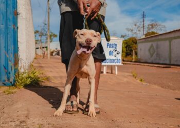 Zoonoses terá vacinação antirrábica domiciliar para cães e gatos nesta terça (24)