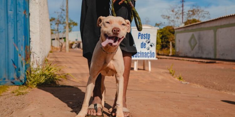 Zoonoses terá vacinação antirrábica domiciliar para cães e gatos nesta terça (24)