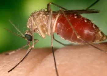 Anápolis tem primeiro caso confirmado de febre Oropouche
