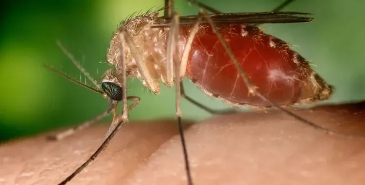 Anápolis tem primeiro caso confirmado de febre Oropouche