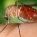 Anápolis tem primeiro caso confirmado de febre Oropouche