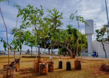 Anápolis terá novo Plano de Arborização como carro-chefe para ‘esverdear’ a cidade