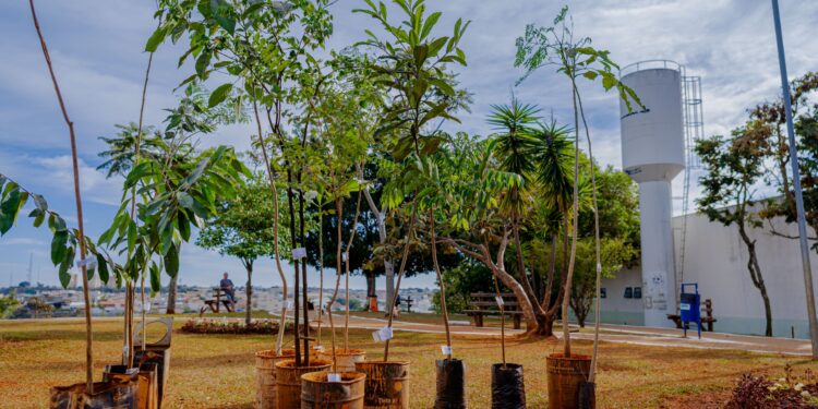 Anápolis terá novo Plano de Arborização como carro-chefe para ‘esverdear’ a cidade