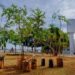 Anápolis terá novo Plano de Arborização como carro-chefe para ‘esverdear’ a cidade