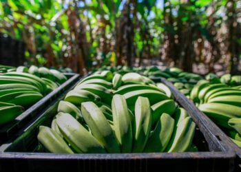 Entre café e banana, agricultura em Anápolis produz 40 mil toneladas, mas produtividade é desafio