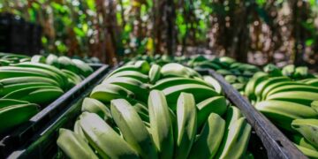 Entre café e banana, agricultura em Anápolis produz 40 mil toneladas, mas produtividade é desafio