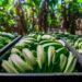 Entre café e banana, agricultura em Anápolis produz 40 mil toneladas, mas produtividade é desafio