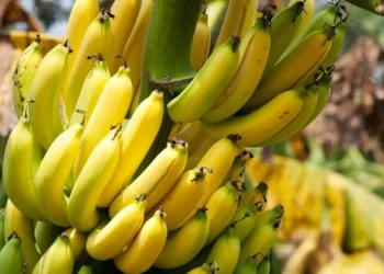 Abadiânia realiza curso gratuito de cultivo de banana