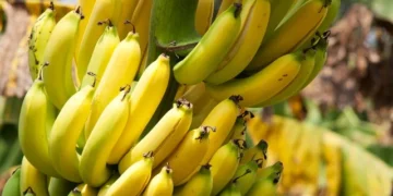 Abadiânia realiza curso gratuito de cultivo de banana