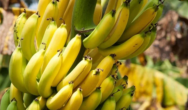 Abadiânia realiza curso gratuito de cultivo de banana