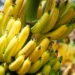 Abadiânia realiza curso gratuito de cultivo de banana